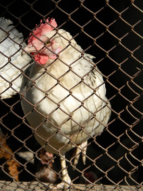 球推入遠角 球推入遠角